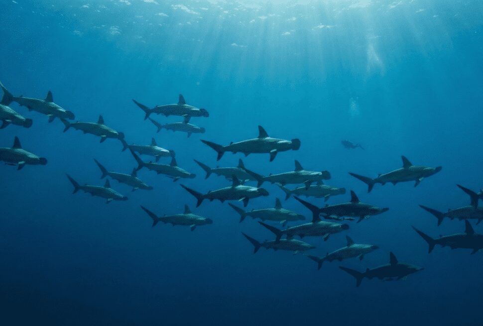 School of Hammerhead sharks at Daedalus Reef, typical of the Deep South diving route in the Red Sea