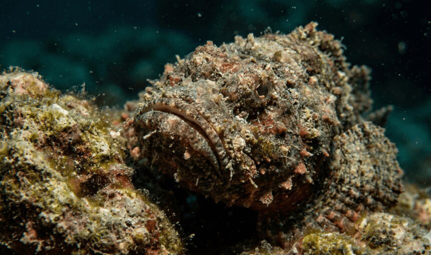 Aliens of the Deep: The Most Strange & Dangerous Fish in the Red Sea