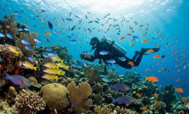 Discovering marine biodiversity during Daily Dive Hurghada